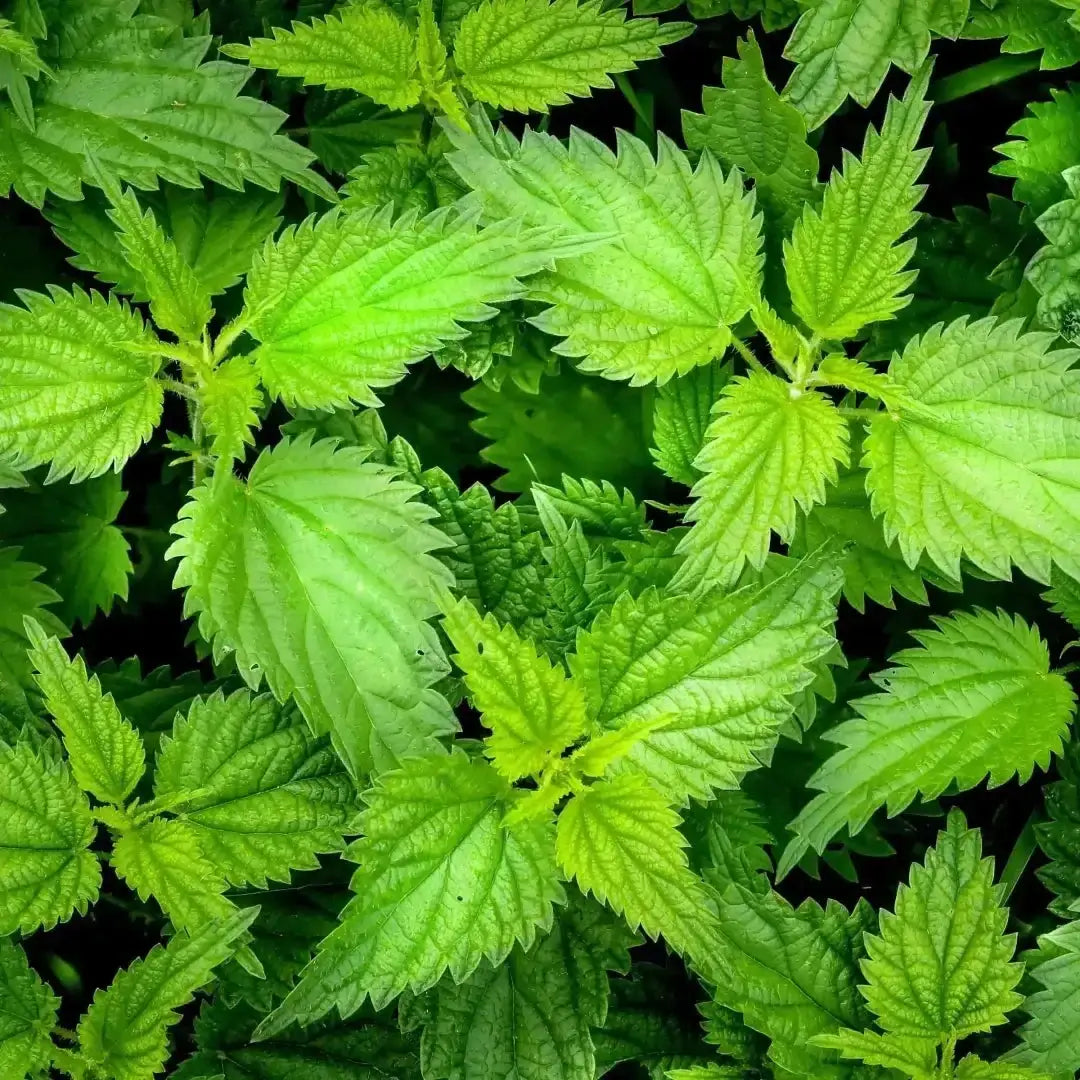 Culinary foraging - online course with master chef sami