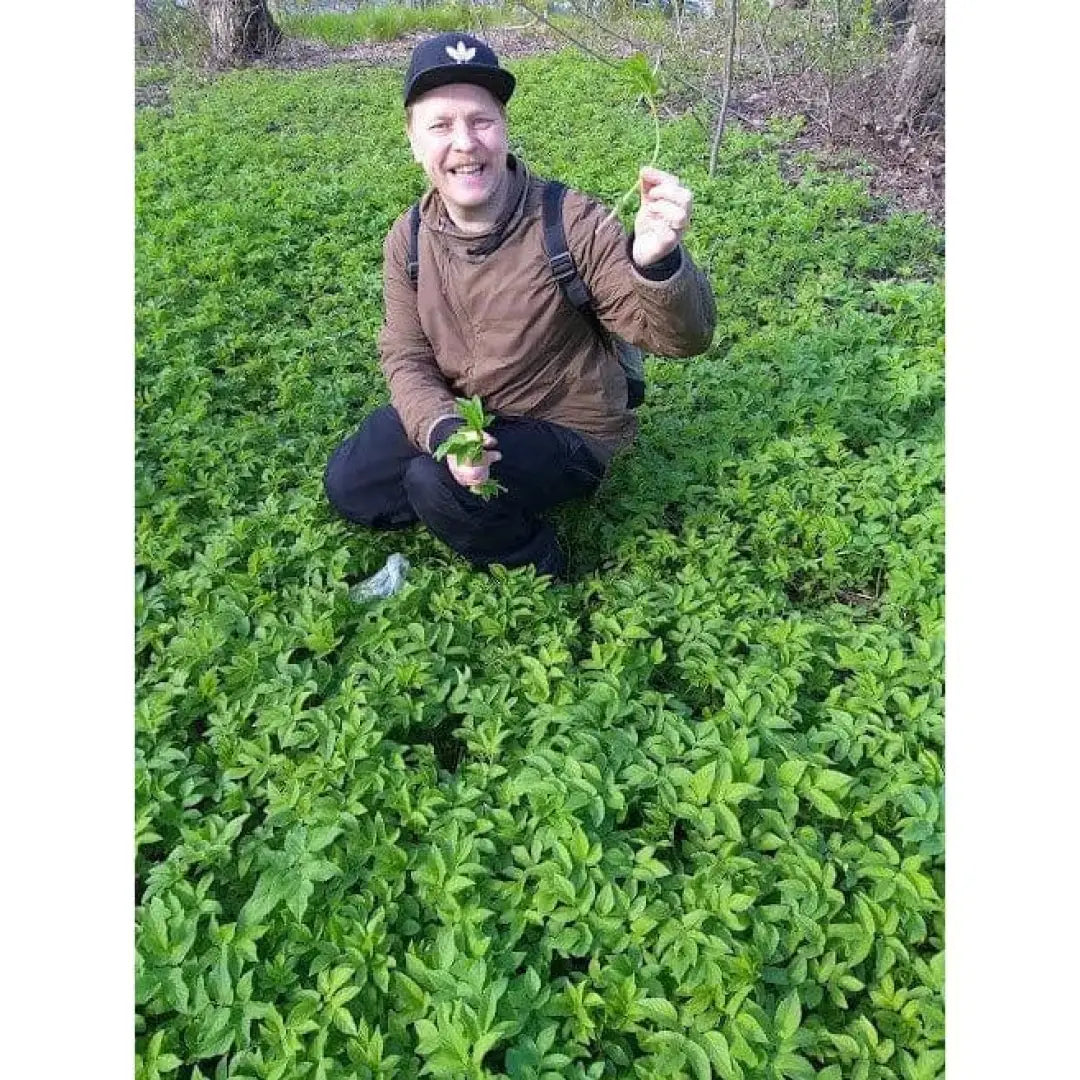 Culinary foraging - online course with master chef sami