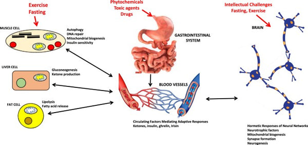 Hormesis Makes the Body Stronger