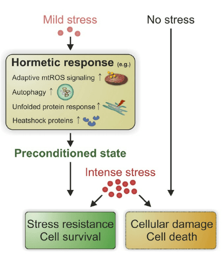 Hormesis Makes the Body Stronger
