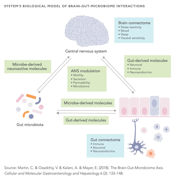 Optimalizujte funkci střev: Kompaktní průvodce