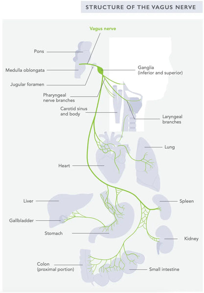 Optimalizujte funkci střev: Kompaktní průvodce