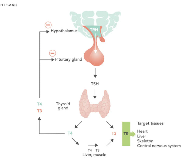 Optimizing Thyroid Hormone Health: A Comprehensive Guide