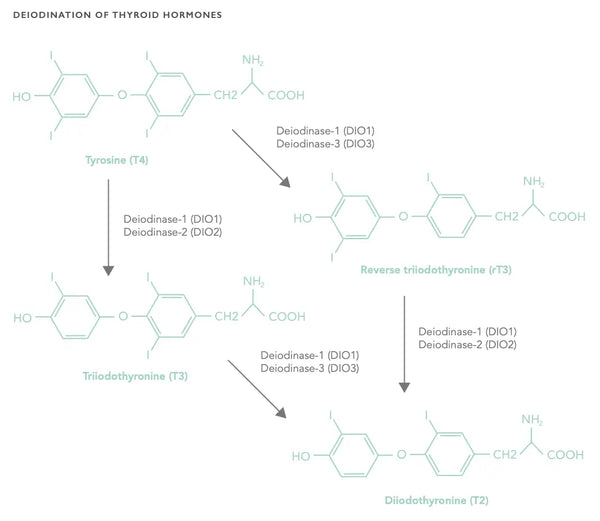 Optimizing Thyroid Hormone Health: A Comprehensive Guide