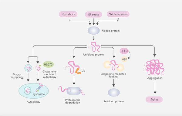 The hallmarks of aging: a comprehensive overview
