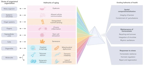 The hallmarks of aging: a comprehensive overview