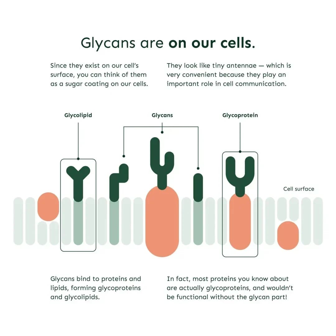 GlycanAge Blood Test (Measure aging)